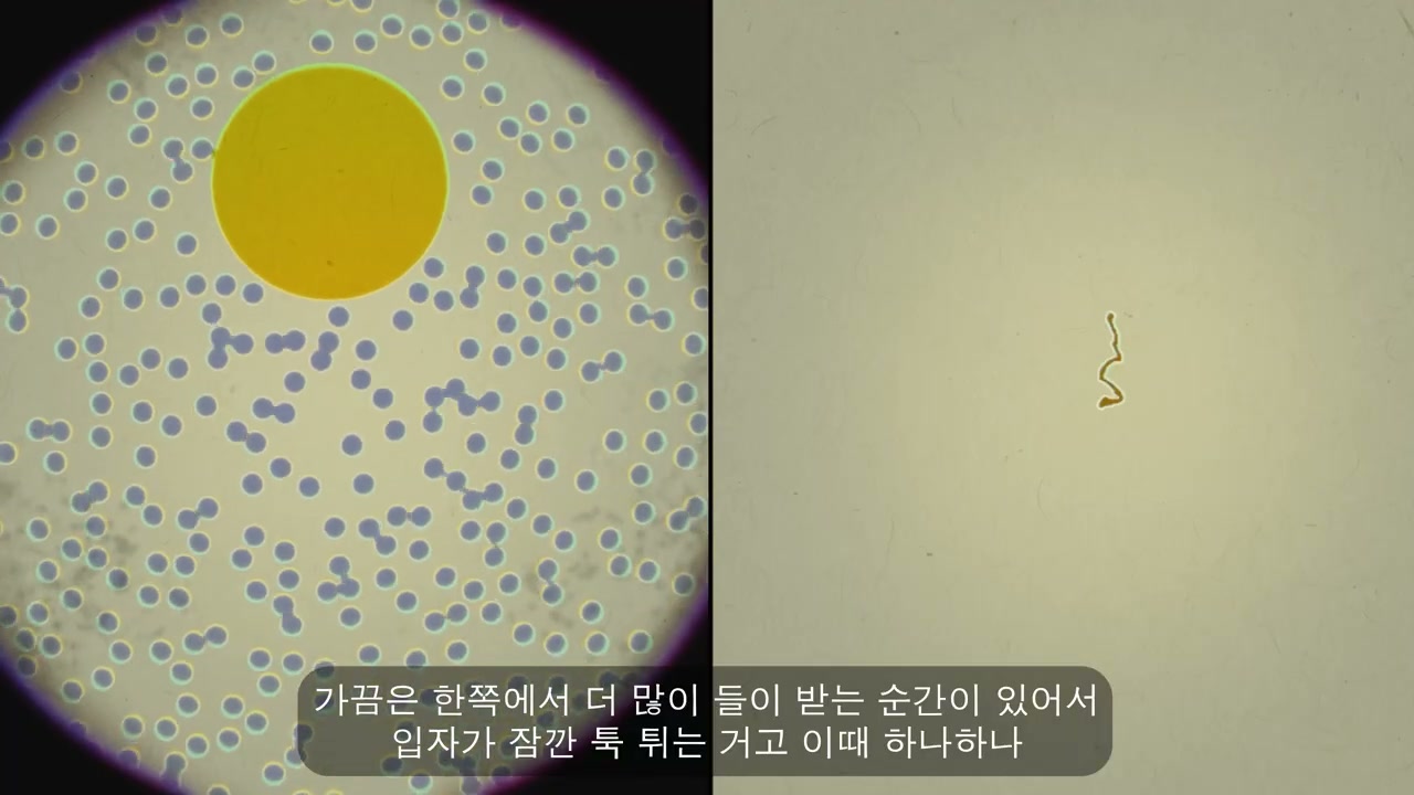 브라운운동